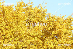 イチョウ,いちょう,銀杏,紅葉,こうよう,もみじ,モミジ,紅葉狩り,黄葉,落葉広葉樹,カエデ科,秋,季語,色づく,キレイ,きれい,綺麗,照紅葉,照葉,japan,autumn