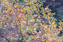 柿の木,柿,かき,秋の味覚,フルーツ,渋い,甘い,果物,季語,秋,秋の気配,fruit,japan,autumn