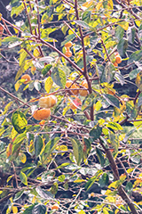 柿の木,柿,かき,秋の味覚,フルーツ,渋い,甘い,果物,季語,秋,秋の気配,fruit,japan,autumn