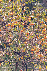 柿の木,柿,かき,秋の味覚,フルーツ,渋い,甘い,果物,季語,秋,秋の気配,fruit,japan,autumn