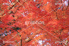 もみじ,モミジ,紅葉,こうよう,紅葉狩り,黄葉,落葉広葉樹,カエデ科,秋,季語,色づく,キレイ,きれい,綺麗,照紅葉,照葉,japan,autumn