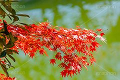 真っ赤なモミジ,もみじ,楓,かえで,カエデ,真っ赤,色づく,紅葉,自然,植物,木々,秋,赤,季語,草木,japan,autumn,フルサイズ撮影