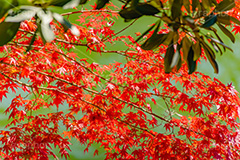 真っ赤なモミジ,もみじ,楓,かえで,カエデ,真っ赤,色づく,紅葉,自然,植物,木々,秋,赤,季語,草木,japan,autumn,フルサイズ撮影