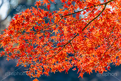 真っ赤なモミジ,もみじ,楓,かえで,カエデ,真っ赤,色づく,紅葉,自然,植物,木々,秋,赤,季語,草木,japan,autumn,フルサイズ撮影