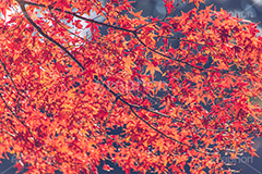 真っ赤なモミジ,もみじ,楓,かえで,カエデ,真っ赤,色づく,紅葉,自然,植物,木々,秋,赤,季語,草木,japan,autumn,フルサイズ撮影