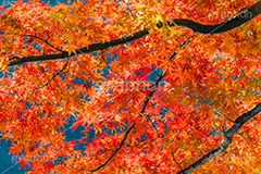 真っ赤なモミジ,もみじ,楓,かえで,カエデ,真っ赤,色づく,紅葉,自然,植物,木々,秋,赤,季語,草木,japan,autumn,フルサイズ撮影