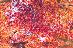 真っ赤なモミジ,もみじ,楓,かえで,カエデ,真っ赤,色づく,紅葉,自然,植物,木々,秋,赤,季語,草木,japan,autumn,フルサイズ撮影