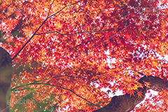 真っ赤なモミジ,もみじ,楓,かえで,カエデ,真っ赤,色づく,紅葉,自然,植物,木々,秋,赤,季語,草木,japan,autumn,フルサイズ撮影