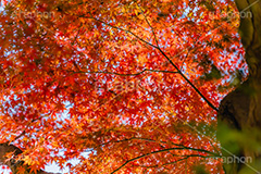 真っ赤なモミジ,もみじ,楓,かえで,カエデ,真っ赤,色づく,紅葉,自然,植物,木々,秋,赤,季語,草木,japan,autumn,フルサイズ撮影