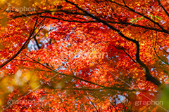 真っ赤なモミジ,もみじ,楓,かえで,カエデ,真っ赤,色づく,紅葉,自然,植物,木々,秋,赤,季語,草木,japan,autumn,フルサイズ撮影