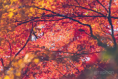 真っ赤なモミジ,もみじ,楓,かえで,カエデ,真っ赤,色づく,紅葉,自然,植物,木々,秋,赤,季語,草木,japan,autumn,フルサイズ撮影