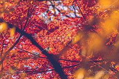 真っ赤なモミジ,もみじ,楓,かえで,カエデ,真っ赤,色づく,紅葉,自然,植物,木々,秋,赤,季語,草木,japan,autumn,フルサイズ撮影