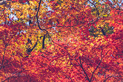 真っ赤なモミジ,もみじ,楓,かえで,カエデ,真っ赤,色づく,紅葉,自然,植物,木々,秋,赤,季語,草木,japan,autumn,フルサイズ撮影