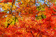 真っ赤なモミジ,もみじ,楓,かえで,カエデ,真っ赤,色づく,紅葉,自然,植物,木々,秋,赤,季語,草木,japan,autumn,フルサイズ撮影