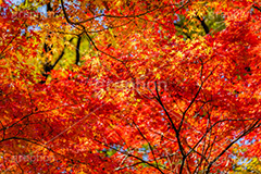 真っ赤なモミジ,もみじ,楓,かえで,カエデ,真っ赤,色づく,紅葉,自然,植物,木々,秋,赤,季語,草木,japan,autumn,フルサイズ撮影