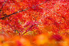 真っ赤なモミジ,もみじ,楓,かえで,カエデ,真っ赤,色づく,紅葉,自然,植物,木々,秋,赤,季語,草木,japan,autumn,フルサイズ撮影