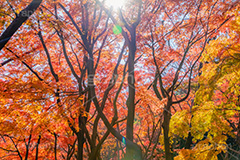紅葉,もみじ,楓,かえで,カエデ,色づく,自然,植物,木々,秋,赤,季語,草木,japan,autumn,フルサイズ撮影