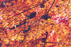 紅葉,もみじ,楓,かえで,カエデ,色づく,自然,植物,木々,秋,赤,季語,草木,japan,autumn,フルサイズ撮影