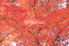 もみじ,モミジ,紅葉,こうよう,紅葉狩り,黄葉,落葉広葉樹,カエデ科,秋,季語,色づく,キレイ,きれい,綺麗,照紅葉,照葉,japan,autumn