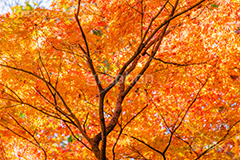 紅葉,もみじ,楓,かえで,カエデ,色づく,自然,植物,木々,秋,赤,季語,草木,japan,autumn,フルサイズ撮影