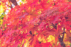 真っ赤なモミジ,もみじ,楓,かえで,カエデ,真っ赤,色づく,紅葉,自然,植物,木々,秋,赤,季語,草木,japan,autumn,フルサイズ撮影