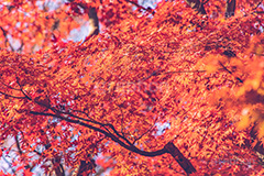 真っ赤なモミジ,もみじ,楓,かえで,カエデ,真っ赤,色づく,紅葉,自然,植物,木々,秋,赤,季語,草木,japan,autumn,フルサイズ撮影