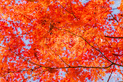 真っ赤なモミジ,もみじ,楓,かえで,カエデ,真っ赤,色づく,紅葉,自然,植物,木々,秋,赤,季語,草木,japan,autumn,フルサイズ撮影
