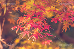 真っ赤なモミジ,もみじ,楓,かえで,カエデ,真っ赤,色づく,紅葉,自然,植物,木々,秋,赤,季語,草木,japan,autumn,フルサイズ撮影