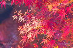 真っ赤なモミジ,もみじ,楓,かえで,カエデ,真っ赤,色づく,紅葉,自然,植物,木々,秋,赤,季語,草木,japan,autumn,フルサイズ撮影