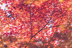 真っ赤なモミジ,もみじ,楓,かえで,カエデ,真っ赤,色づく,紅葉,自然,植物,木々,秋,赤,季語,草木,japan,autumn,フルサイズ撮影