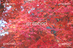 もみじ,モミジ,紅葉,こうよう,紅葉狩り,黄葉,落葉広葉樹,カエデ科,秋,季語,色づく,キレイ,きれい,綺麗,照紅葉,照葉,japan,autumn
