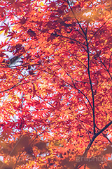 真っ赤なモミジ,もみじ,楓,かえで,カエデ,真っ赤,色づく,紅葉,自然,植物,木々,秋,赤,季語,草木,japan,autumn,フルサイズ撮影