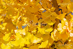 イチョウ,いちょうの葉,いちょう,銀杏,紅葉,こうよう,もみじ,モミジ,紅葉狩り,黄葉,落葉広葉樹,カエデ科,秋,季語,色づく,キレイ,きれい,綺麗,照紅葉,照葉,自然,japan,autumn,フルサイズ撮影