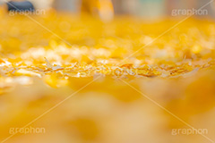 イチョウのじゅうたん,イチョウ落ち葉,イチョウ,いちょう,落ち葉,銀杏,紅葉,こうよう,もみじ,モミジ,紅葉狩り,黄葉,落葉広葉樹,秋,季語,色づく,キレイ,きれい,綺麗,照紅葉,照葉,japan,autumn,フルサイズ撮影