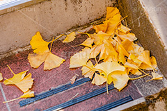 紅葉落葉,イチョウ落ち葉,イチョウ,いちょう,落ち葉,銀杏,紅葉,こうよう,もみじ,モミジ,紅葉狩り,黄葉,落葉広葉樹,カエデ科,秋,季語,色づく,キレイ,きれい,綺麗,照紅葉,照葉,葉,葉っぱ,自然,japan,autumn,フルサイズ撮影