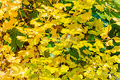 イチョウ,いちょうの葉,いちょう,銀杏,紅葉,こうよう,もみじ,モミジ,紅葉狩り,黄葉,落葉広葉樹,カエデ科,秋,季語,色づく,キレイ,きれい,綺麗,照紅葉,照葉,自然,japan,autumn,フルサイズ撮影