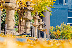 靖国神社の紅葉,千代田区,九段下,靖国神社,秋,紅葉,イチョウ,いちょう,銀杏,並木,黄色,イチョウのじゅうたん,灯篭,autumn,japan,フルサイズ撮影