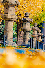 靖国神社の紅葉,千代田区,九段下,靖国神社,秋,紅葉,イチョウ,いちょう,銀杏,並木,黄色,イチョウのじゅうたん,灯篭,autumn,japan,フルサイズ撮影