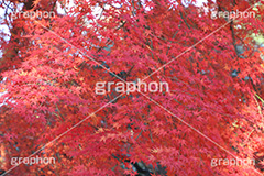 もみじ,モミジ,紅葉,こうよう,紅葉狩り,黄葉,落葉広葉樹,カエデ科,秋,季語,色づく,キレイ,きれい,綺麗,照紅葉,照葉,japan,autumn