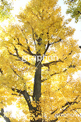 紅葉,イチョウ,いちょう,銀杏,こうよう,もみじ,モミジ,紅葉狩り,黄葉,落葉広葉樹,カエデ科,秋,季語,色づく,キレイ,きれい,綺麗,照紅葉,照葉,japan,autumn