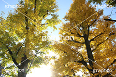 紅葉,イチョウ,いちょう,銀杏,こうよう,もみじ,モミジ,紅葉狩り,黄葉,落葉広葉樹,カエデ科,秋,季語,色づく,キレイ,きれい,綺麗,照紅葉,照葉,japan,autumn