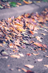 落ち葉,落ちる,落葉,葉,葉っぱ,はっぱ,枯れ葉,枯葉,道路,路肩,秋の気配,ナチュラル,自然,natural,leaf,autumn,フルサイズ撮影