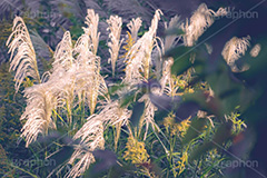 ススキ,すすき,秋,芒,薄,イネ科,植物,自然,月見,お月見,七草,茅,野原,多年草,夕日,夕焼け,autumn,フルサイズ撮影