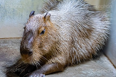 カピバラ,水豚,体毛,ネズミ科,capibara,フルサイズ撮影