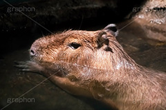 カピバラ,水豚,体毛,潜水,温泉,ネズミ科,capibara,フルサイズ撮影