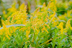 セイタカアワダチソウ,花,フラワー,秋,帰化植物,外来種,黄色,flower,autumn,フルサイズ撮影