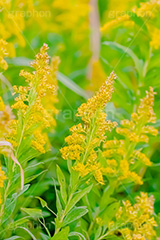セイタカアワダチソウ,花,フラワー,秋,帰化植物,外来種,黄色,flower,autumn,フルサイズ撮影