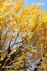 紅葉,イチョウ,いちょう,銀杏,こうよう,もみじ,モミジ,紅葉狩り,黄葉,落葉広葉樹,カエデ科,秋,季語,色づく,キレイ,きれい,綺麗,照紅葉,照葉,japan,autumn