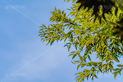 青空,空,自然,草木,植物,葉,穏やか,爽やか,ナチュラル,サスティナブル,サステナビリティ,サスティナビリティ,sustainable,sustainability,leaf,natural,フルサイズ撮影