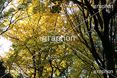紅葉,イチョウ,いちょう,銀杏,こうよう,もみじ,モミジ,紅葉狩り,黄葉,落葉広葉樹,カエデ科,秋,季語,色づく,キレイ,きれい,綺麗,照紅葉,照葉,japan,autumn